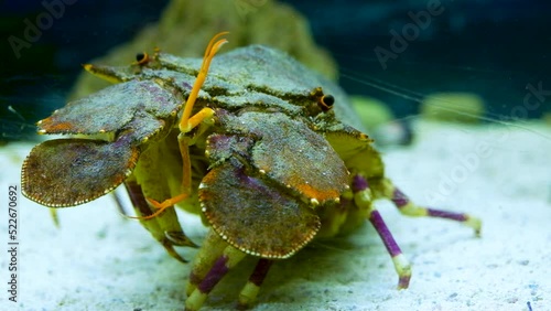 Frontal view of curious looking Shoveller Crayfish moving its legs restlessly photo