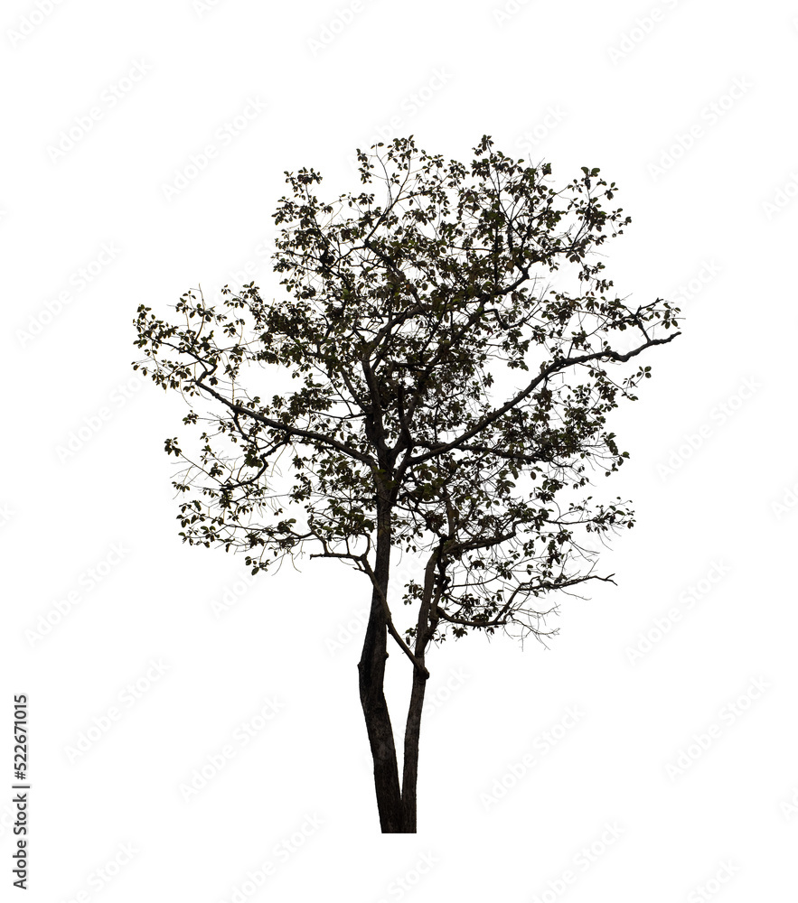 Tree that are isolated on a white background are suitable for both printing and web pages Tree that are isolated on a white background are suitable for both printing and web pages