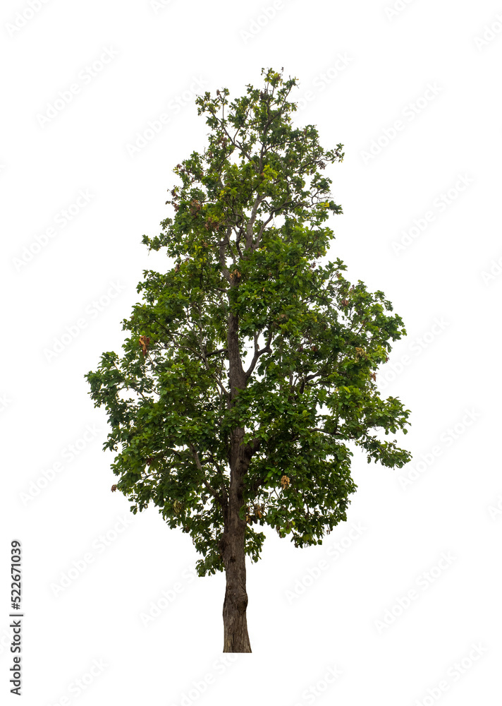 Tree that are isolated on a white background are suitable for both printing and web pages Tree that are isolated on a white background are suitable for both printing and web pages