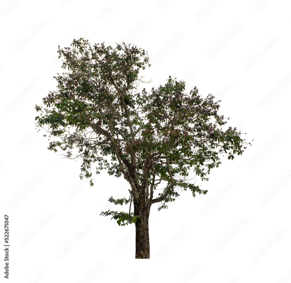 Fototapeta premium Tree that are isolated on a white background are suitable for both printing and web pages
