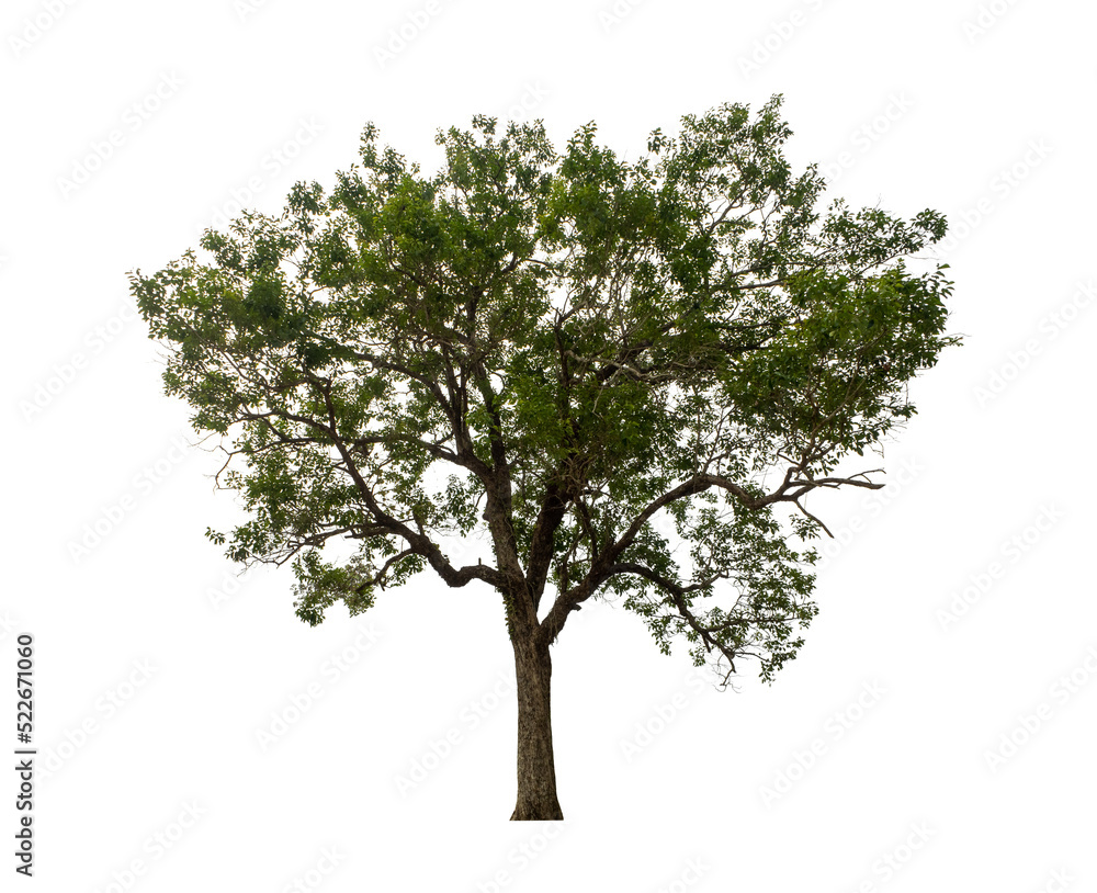 Obraz premium Tree that are isolated on a white background are suitable for both printing and web pages
