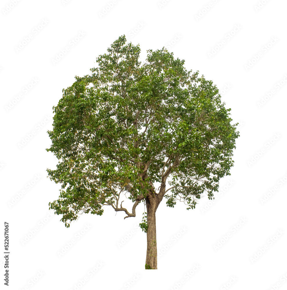Fototapeta premium Tree that are isolated on a white background are suitable for both printing and web pages