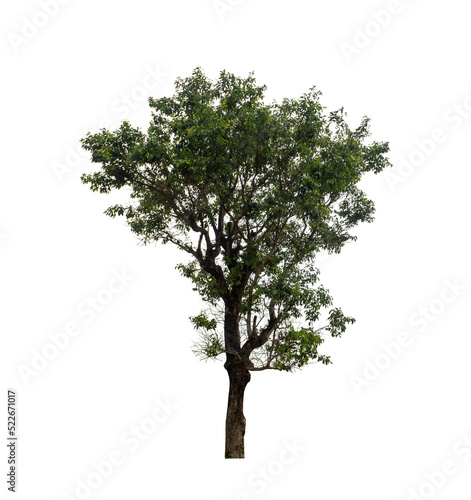 Tree that are isolated on a white background are suitable for both printing and web pages