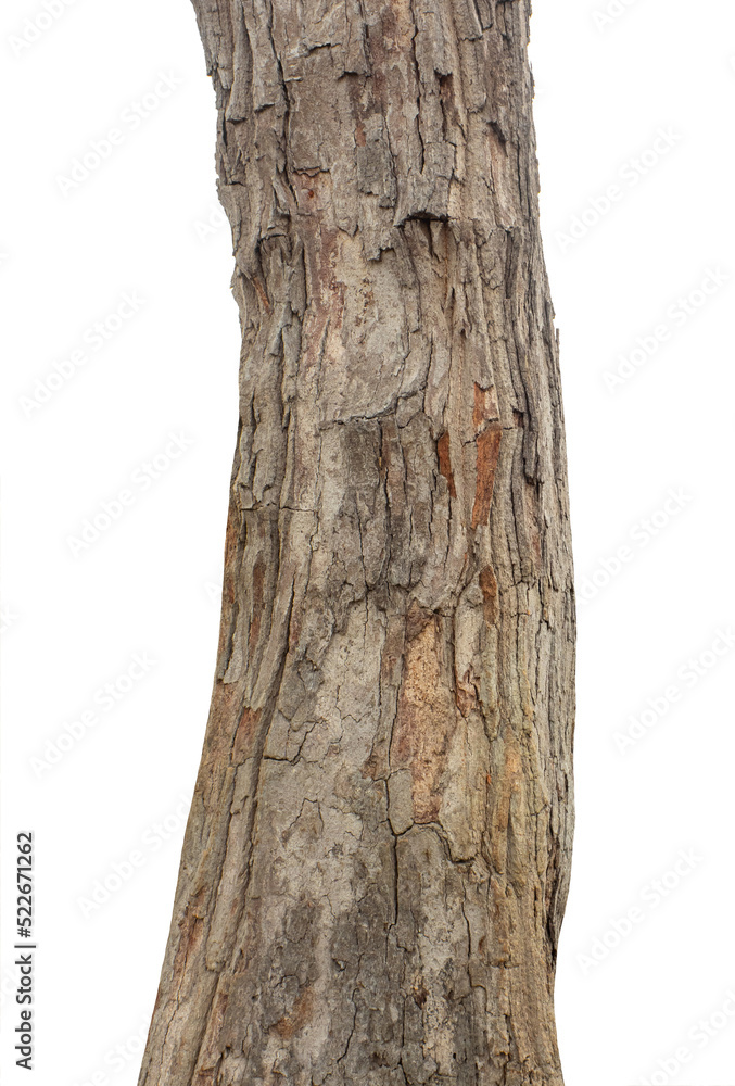 Fototapeta premium Trunk of a Tree Isolated On White Background