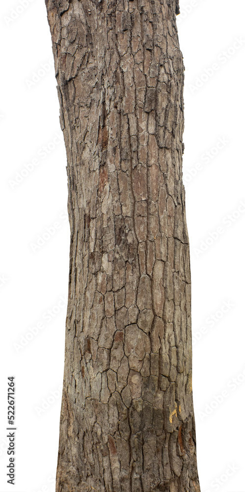 Fototapeta premium Trunk of a Tree Isolated On White Background