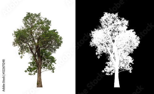 Tree on transparent picture background with clipping path, single tree with clipping path and alpha channel on black background