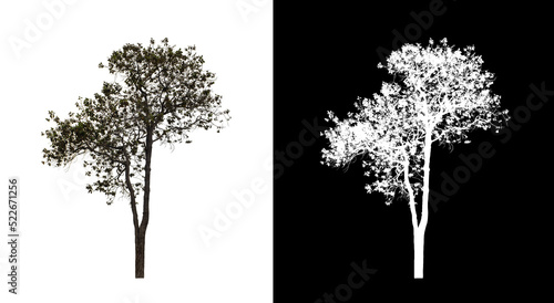 Tree on transparent picture background with clipping path  single tree with clipping path and alpha channel on black background