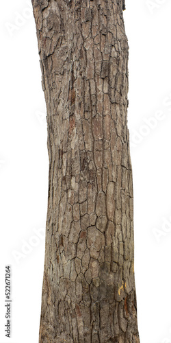 Trunk of a Tree Isolated On White Background