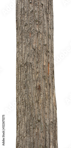 Trunk of a Tree Isolated On White Background