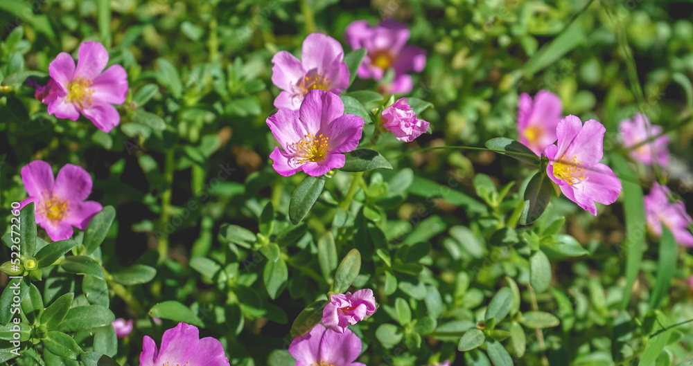 Purple flower of Purslane plant in the morning. Natural background Purple flower of Purslane plant in the morning. Natural background