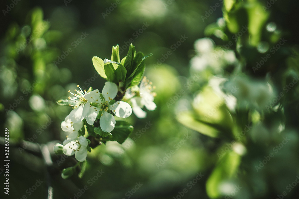 Blooming white flowers on a tree branch Blooming white flowers on a tree branch