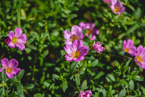 Purple flower of Purslane plant in the morning. Natural background
