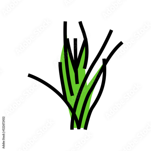 vallisneria spiralis color icon vector. vallisneria spiralis sign. isolated symbol illustration