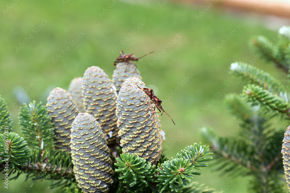 Fototapeta premium Wtyk amerykański (Leptoglossus occidentalis) gatunek inwazyjny ,przybysz z ameryki na jodle koreańskiej