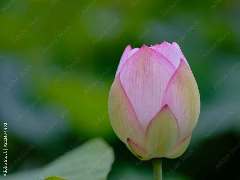 風景素材　夏に咲く美しい蓮の花