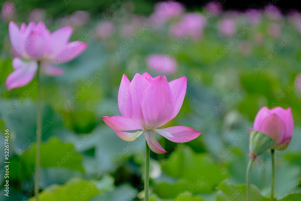 風景素材　夏に咲く美しい蓮の花