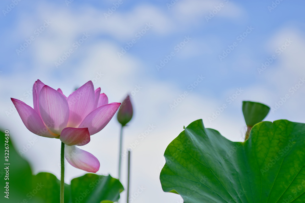 風景素材　夏に咲く美しい蓮の花