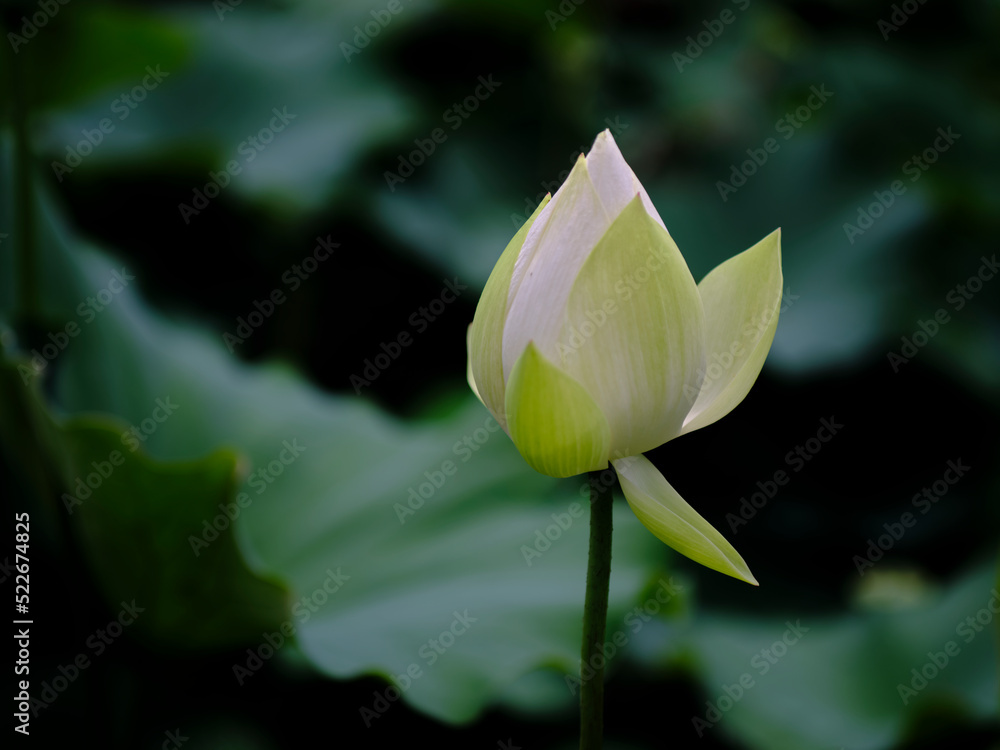 Obraz premium 風景素材 夏に咲く美しい蓮の花