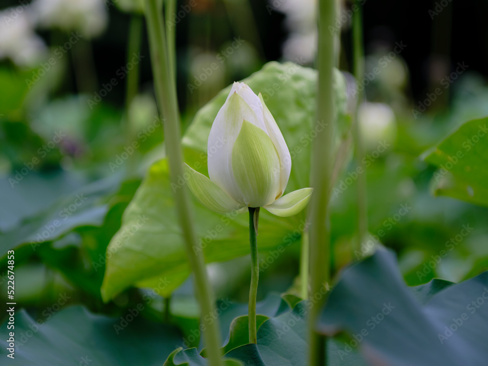 Obraz premium 風景素材 夏に咲く美しい蓮の花