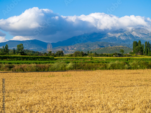 Field of wheat. White clouds over the mountains.