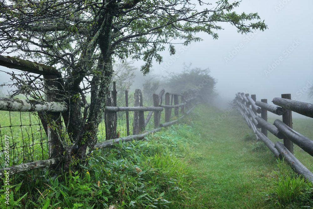 霧の中の高原牧場の柵を壊す木