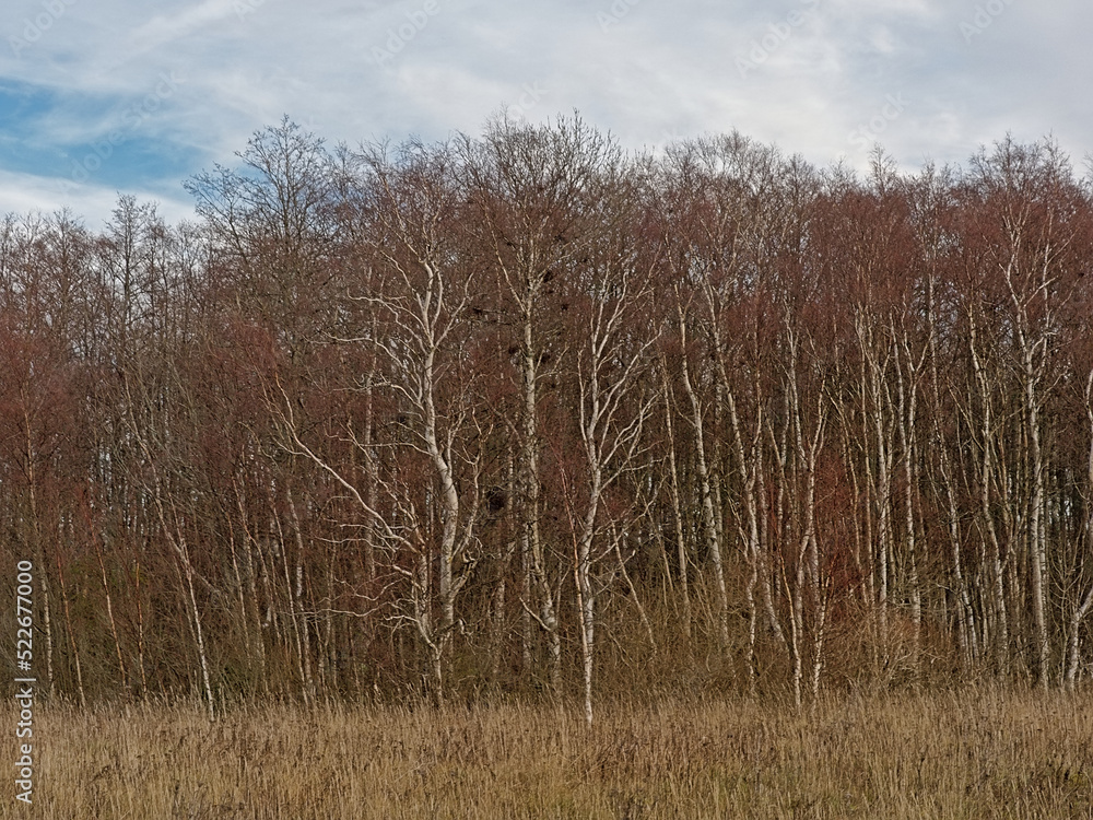 Forest with bare silver birch trees on a cloudy autumn day on Pakri Peninsula, Paldiski, Estonia Forest with bare silver birch trees on a cloudy autumn day on Pakri Peninsula, Paldiski, Estonia