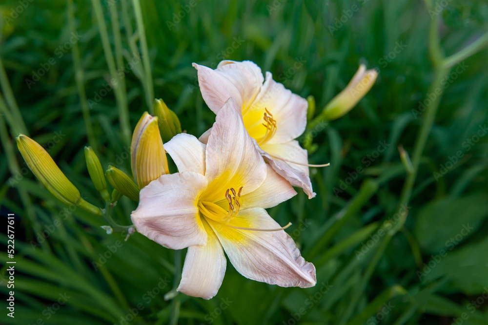 Daylily with burgundy-pink delicate flowers. Crimson Day Lily. Copy space Daylily with burgundy-pink delicate flowers. Crimson Day Lily. Copy space