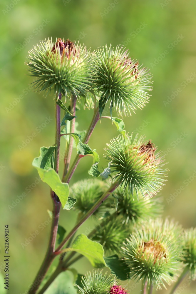 Green thistles, detail, close up, cirsium Green thistles, detail, close up, cirsium