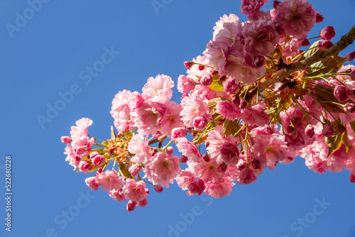 Japanese cherry blossom in spring. Closeup view