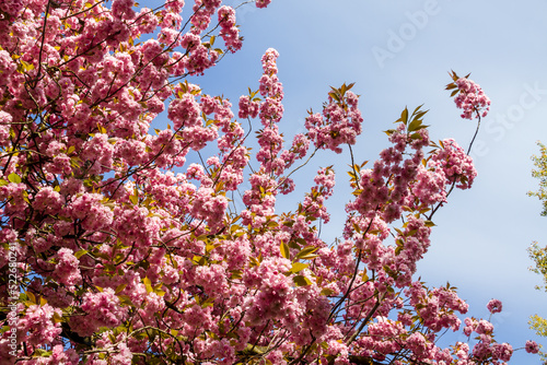 Japanese cherry blossom branch in spring