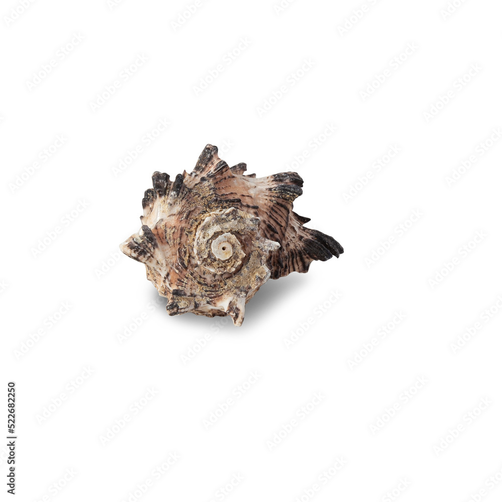 Seashell cutout, Png file.