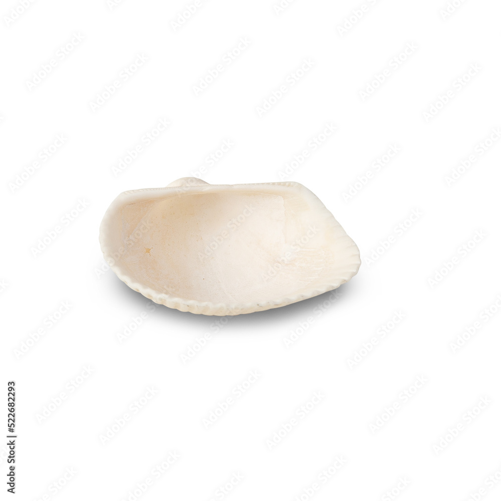 Seashell cutout, Png file.