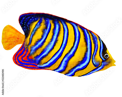 Watercolor of tropical fishes , colorful fishes in the ocean with transparent background