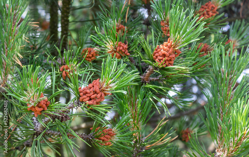 Green natural background with close-up of a blossoming pine branch in the forest on a sunny day