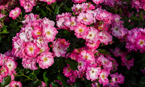 Bushes of beautiful musk-pink roses in the garden on a sunny summer day .Mozart roses