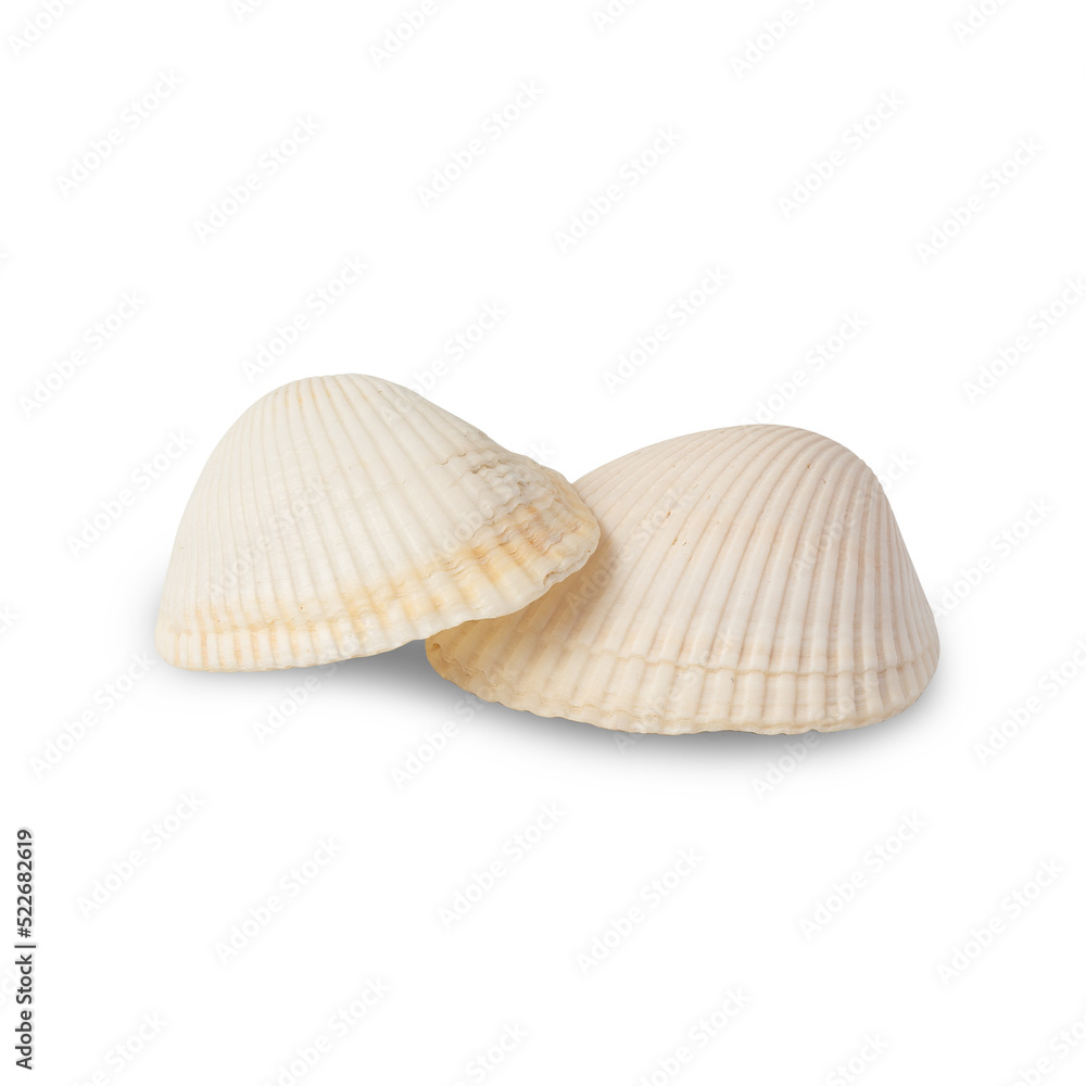 Seashell cutout, Png file. Seashell cutout, Png file.