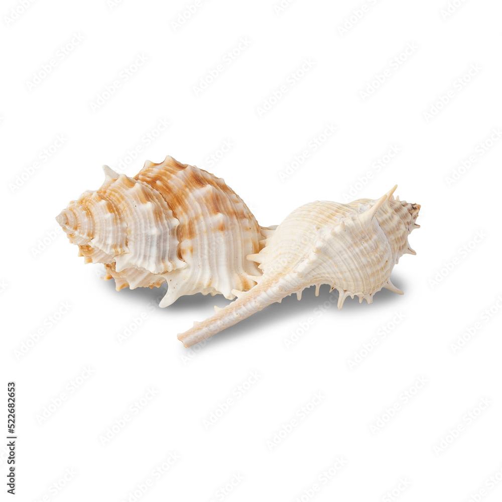 Seashell cutout, Png file. Seashell cutout, Png file.