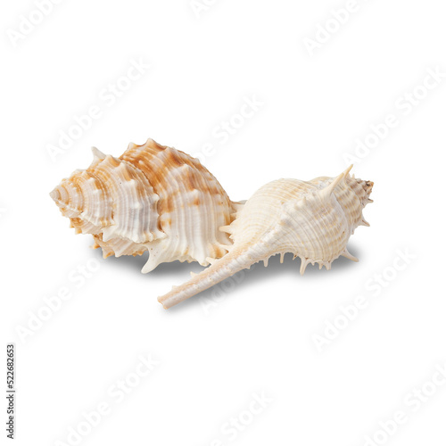 Seashell cutout, Png file.
