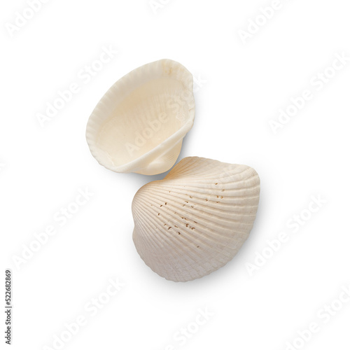 Seashell cutout, Png file.