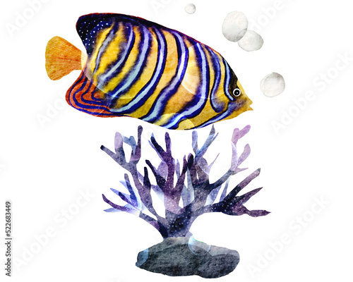 Fototapeta Naklejka Na Ścianę i Meble -  Fish and coral watercolor with transparent background