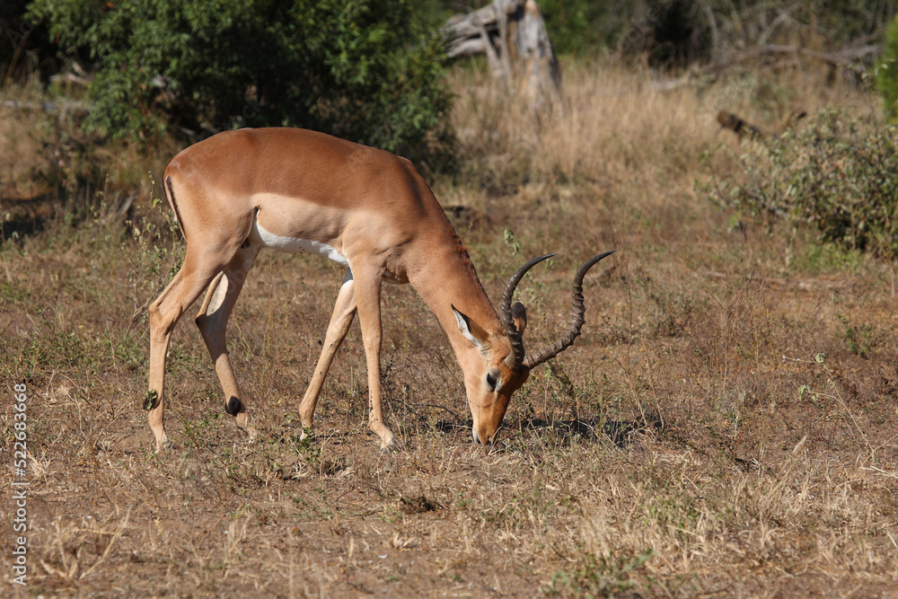 Schwarzfersenantilope / Impala / Aepyceros melampus Schwarzfersenantilope / Impala / Aepyceros melampus