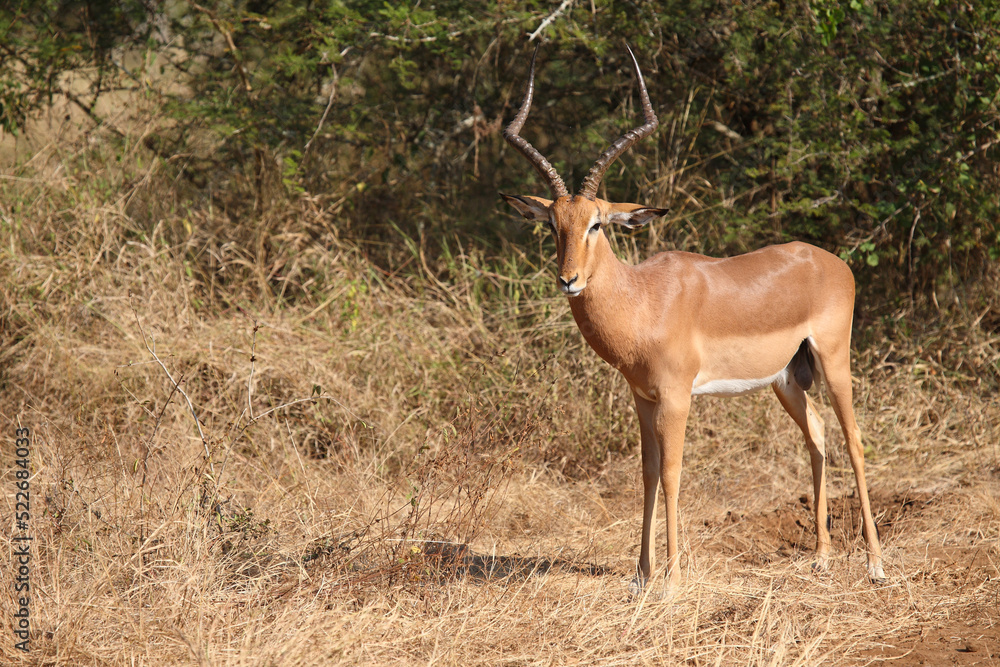 Schwarzfersenantilope / Impala / Aepyceros melampus Schwarzfersenantilope / Impala / Aepyceros melampus