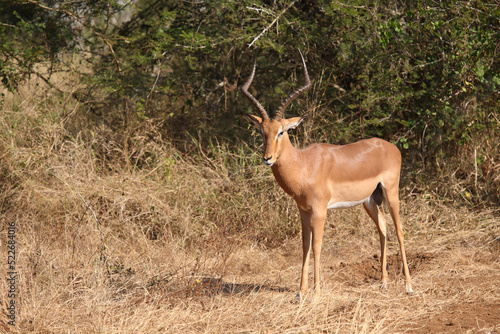 Schwarzfersenantilope / Impala / Aepyceros melampus