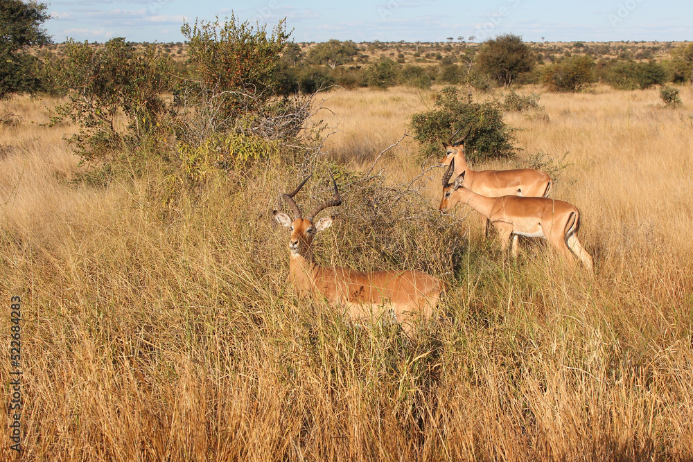 Naklejka premium Schwarzfersenantilope / Impala / Aepyceros melampus