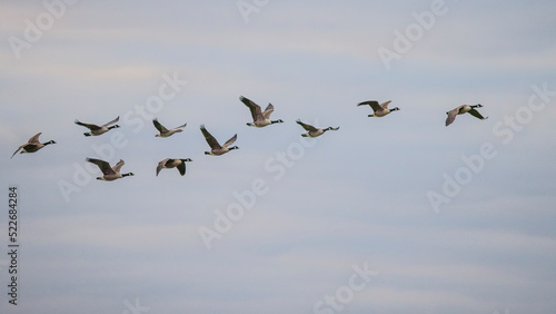 canadian geese flying in formation