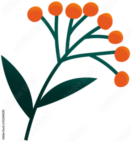 Flowering stalk of orange rape flowers. Wild field grass. Small ripe berries on branch in garden. Spring blossom element for card design. Delicate flowers with green leaves vector isolated on white