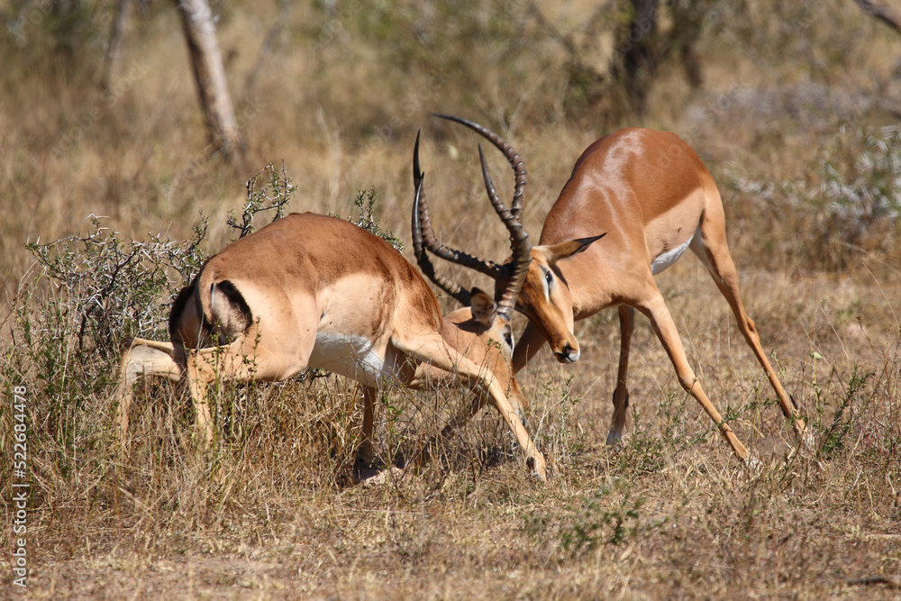 Schwarzfersenantilope / Impala / Aepyceros melampus Schwarzfersenantilope / Impala / Aepyceros melampus