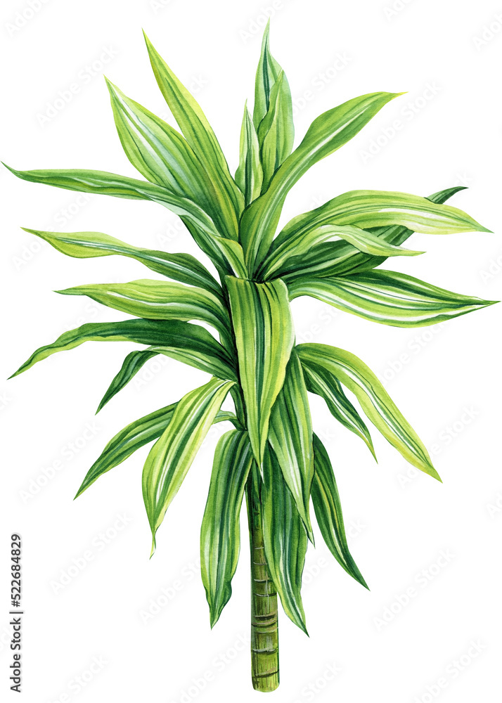 Obraz premium Dracaena, tropical plants on isolated white background, Watercolor illustration