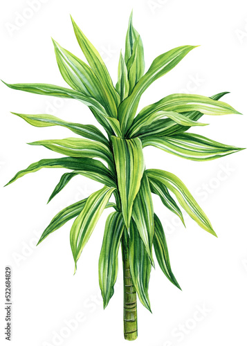 Dracaena  tropical plants on isolated white background  Watercolor illustration