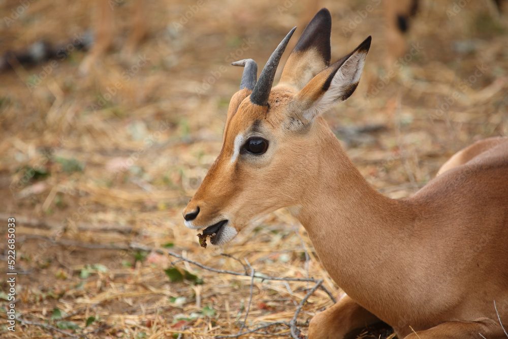 Schwarzfersenantilope / Impala / Aepyceros melampus. Schwarzfersenantilope / Impala / Aepyceros melampus.